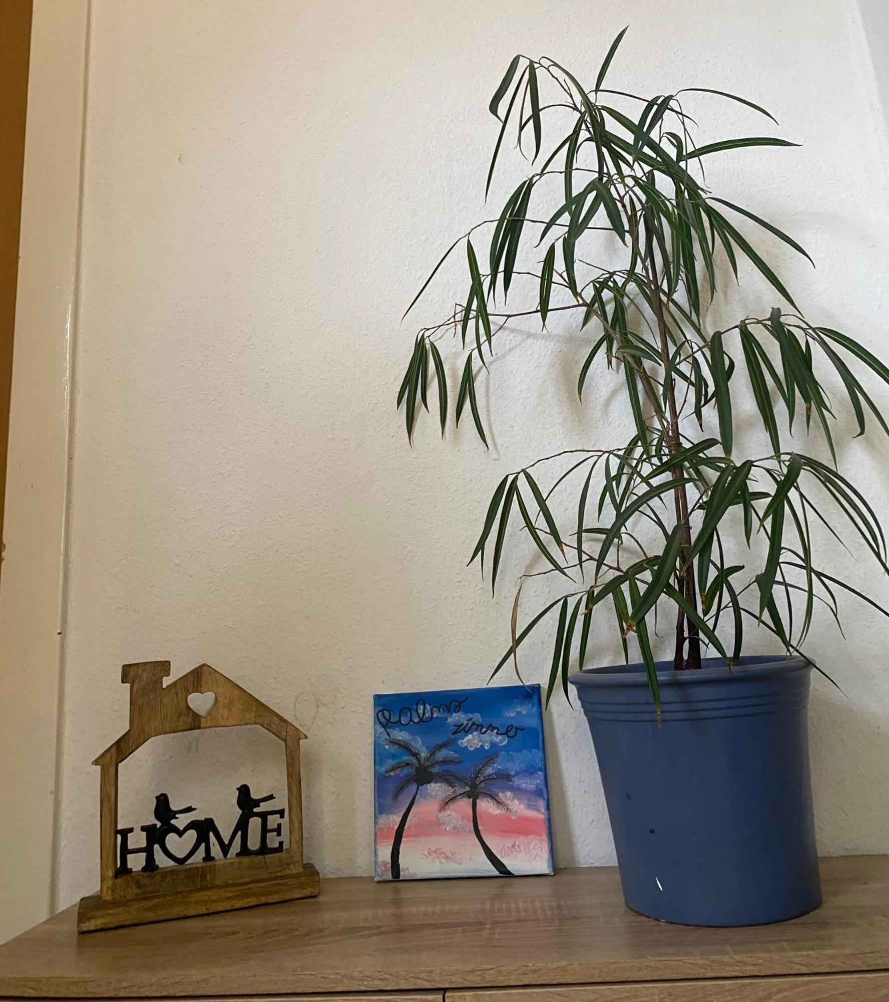 Palms Zimmer 弗雷兴 外观 照片